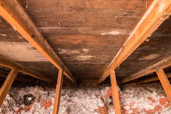 Identifying Mold 5 Tips To Tell If There S Mold In Your Attic