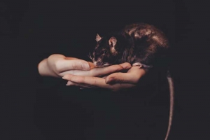 Person holding a rodent