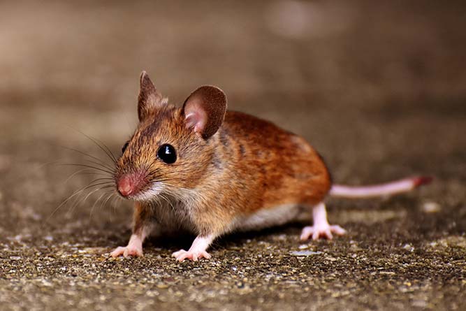 How to Prevent a Rodent Infestation