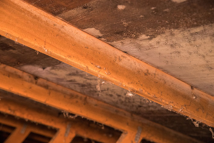 Friend or Fungi? 10 Types of Mold in Your Home That You Need to Know