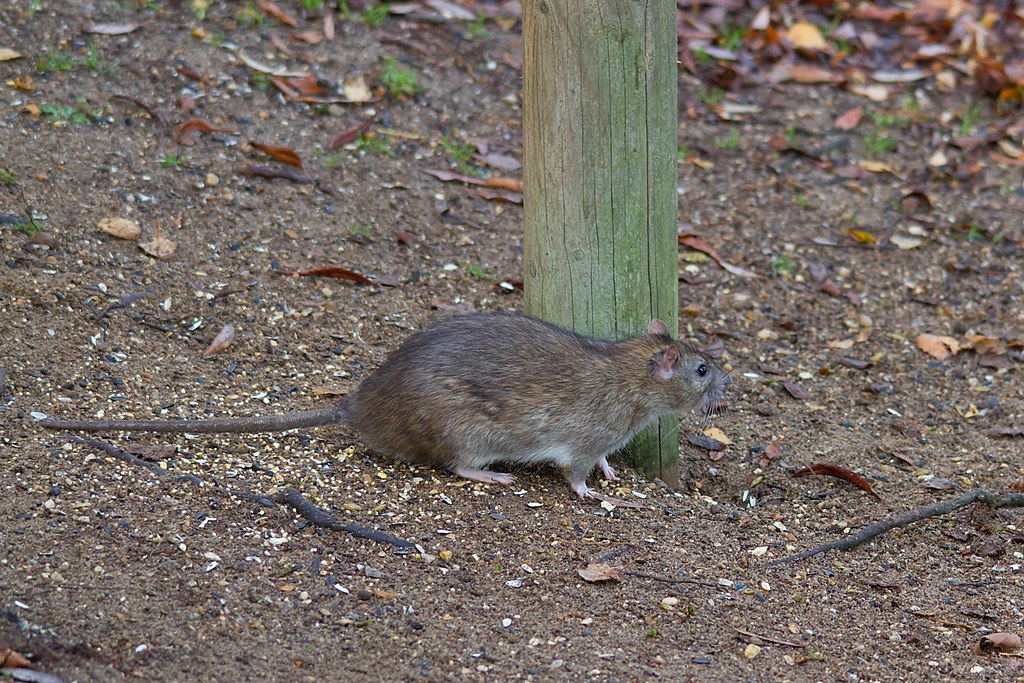 Norway rat, or brown rat, near post outside