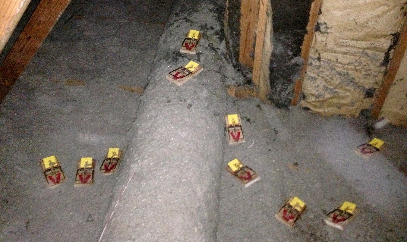 Snap traps set for rats in crawl space