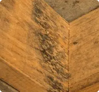 Mold showing on a wood beam in a crawl space